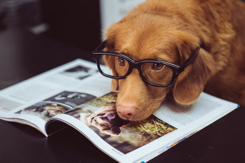 Pet Glasses Manufacturers4
