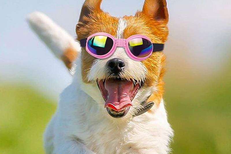 The Combination Of Pet Glasses And Fashion Decoration