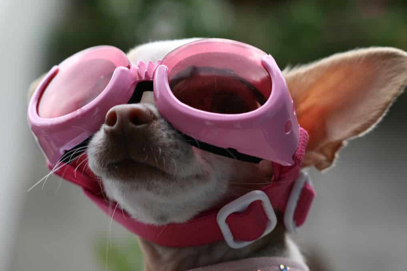 pet sunglasses manufacturer5