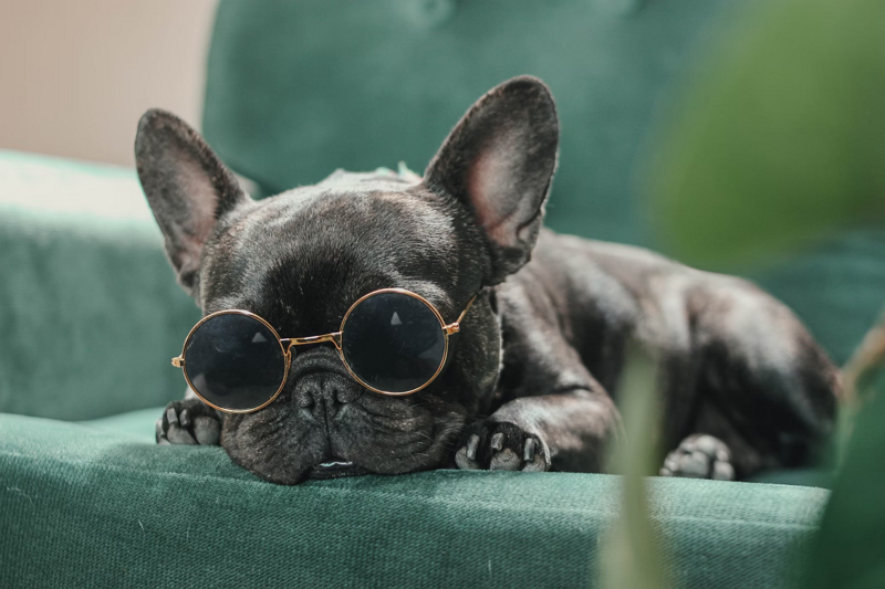 How To Choose Suitable Glasses According To Pet Breed?