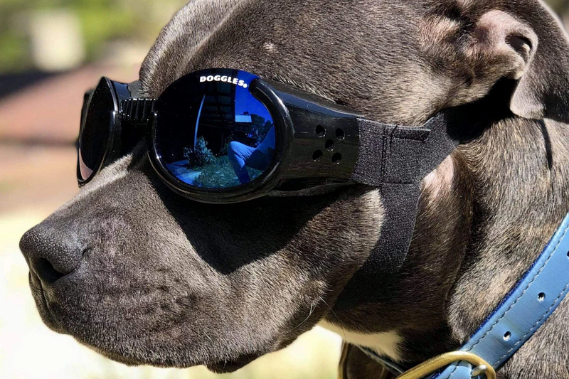 What Are The Functions Of Pet Glasses In Shading Protection?