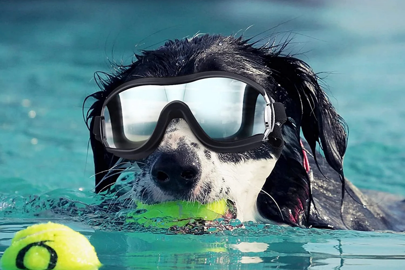 The Trend Of Recognition Of Pet Glasses For Medical Treatment